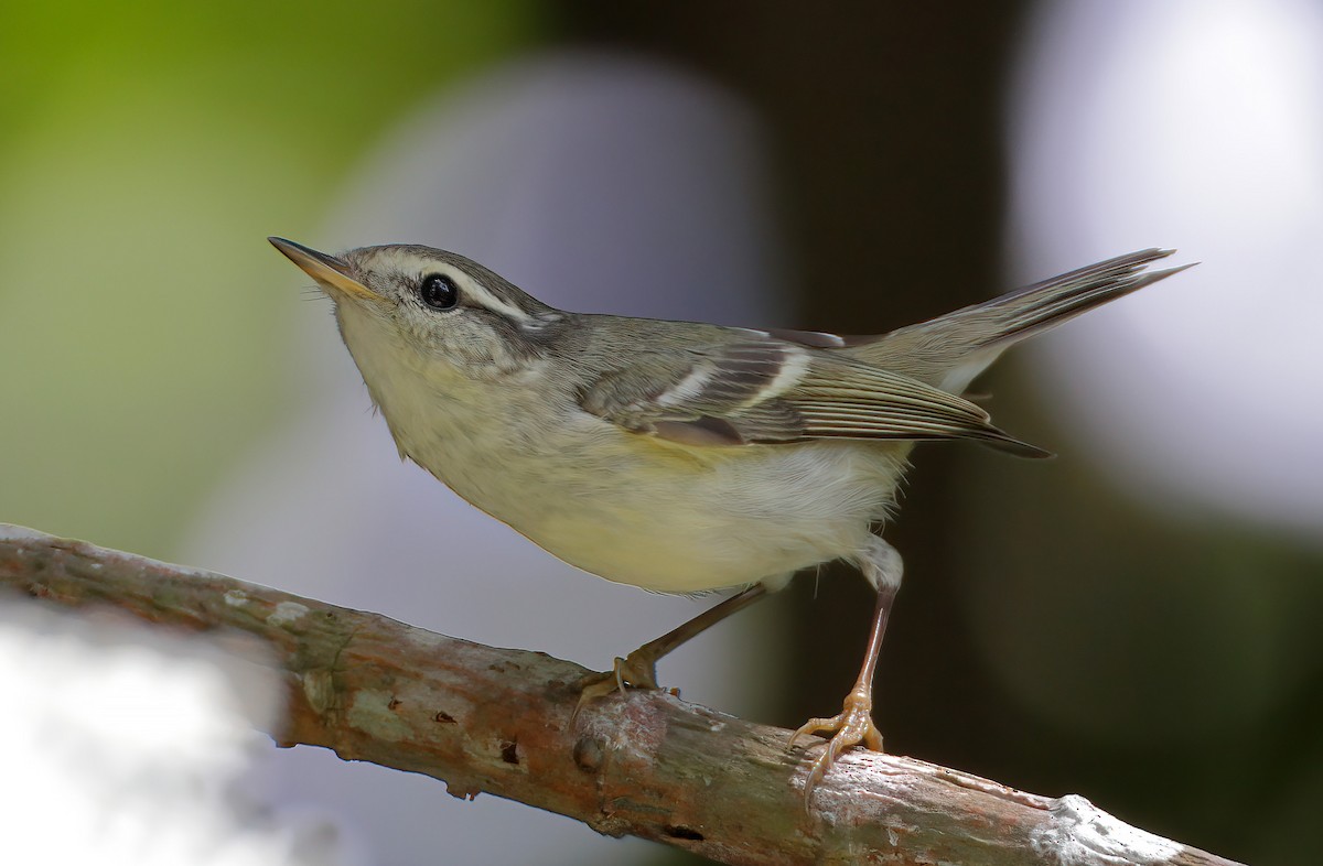 Yellow-browed Warbler - ML615042846