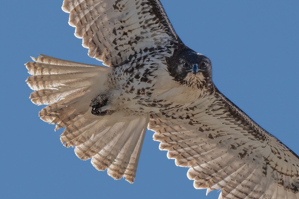 Red-tailed Hawk - William Kelley