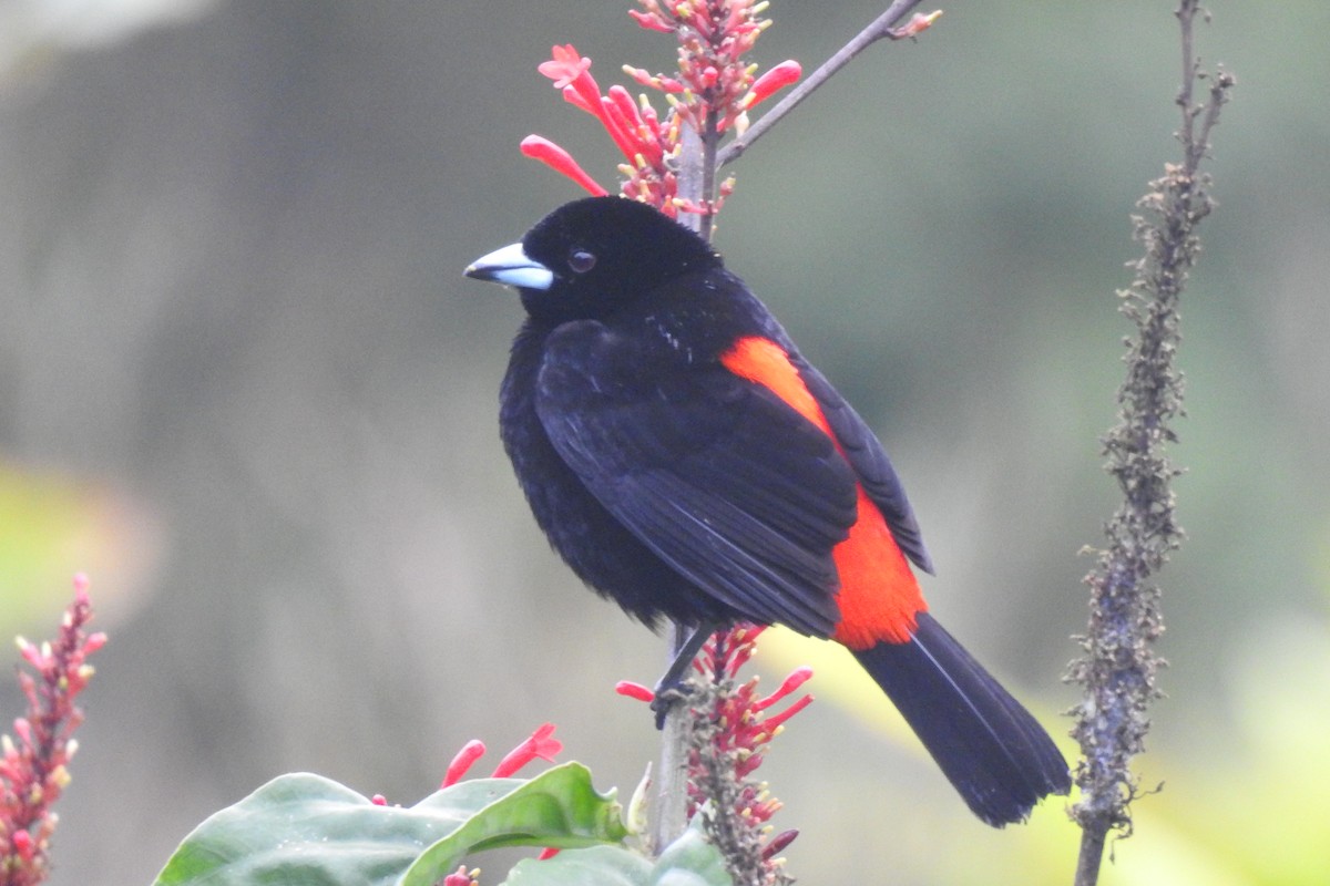 Scarlet-rumped Tanager - ML615043421