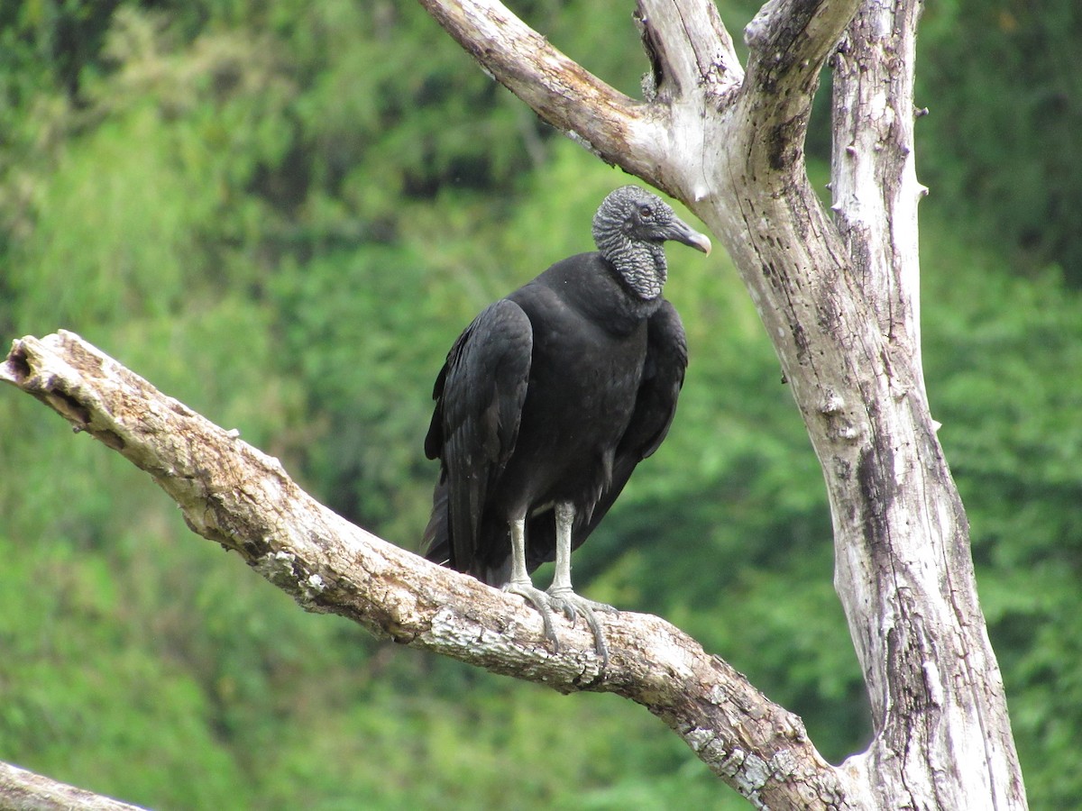 Black Vulture - Alejandro Lema