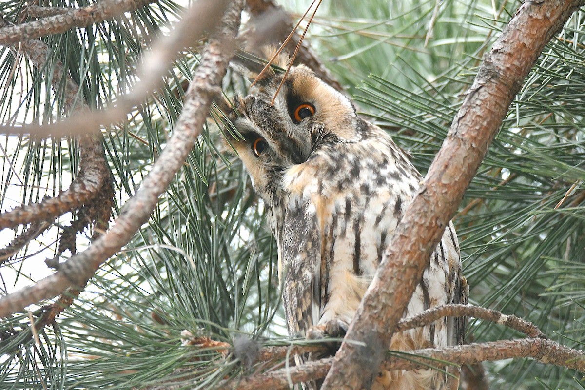 Long-eared Owl - ML615043561