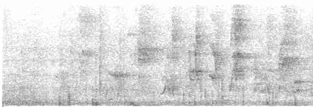 Колібрі-шаблекрил юкатанський (підвид pampa) - ML615043670