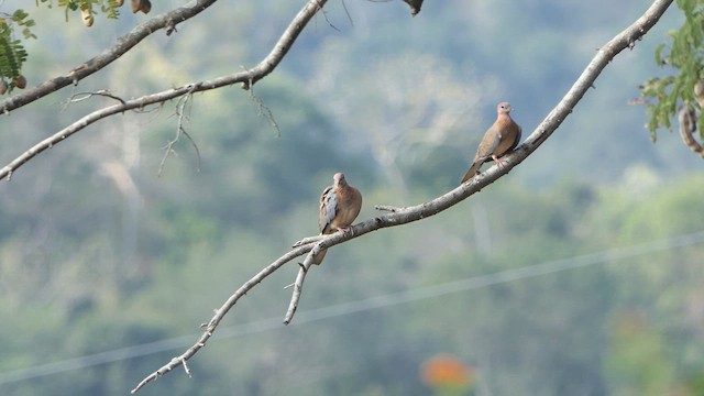 Laughing Dove - ML615043938