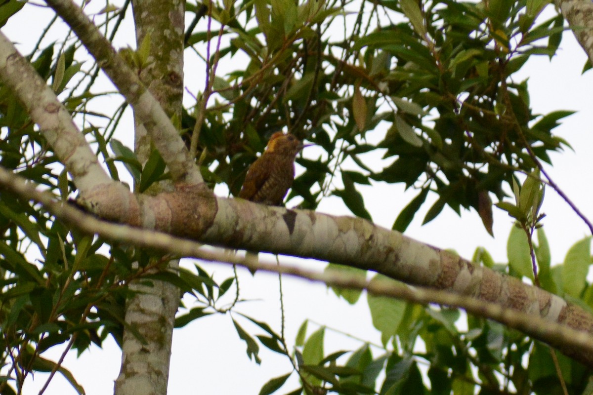 Yellow-eared Woodpecker - ML615044094