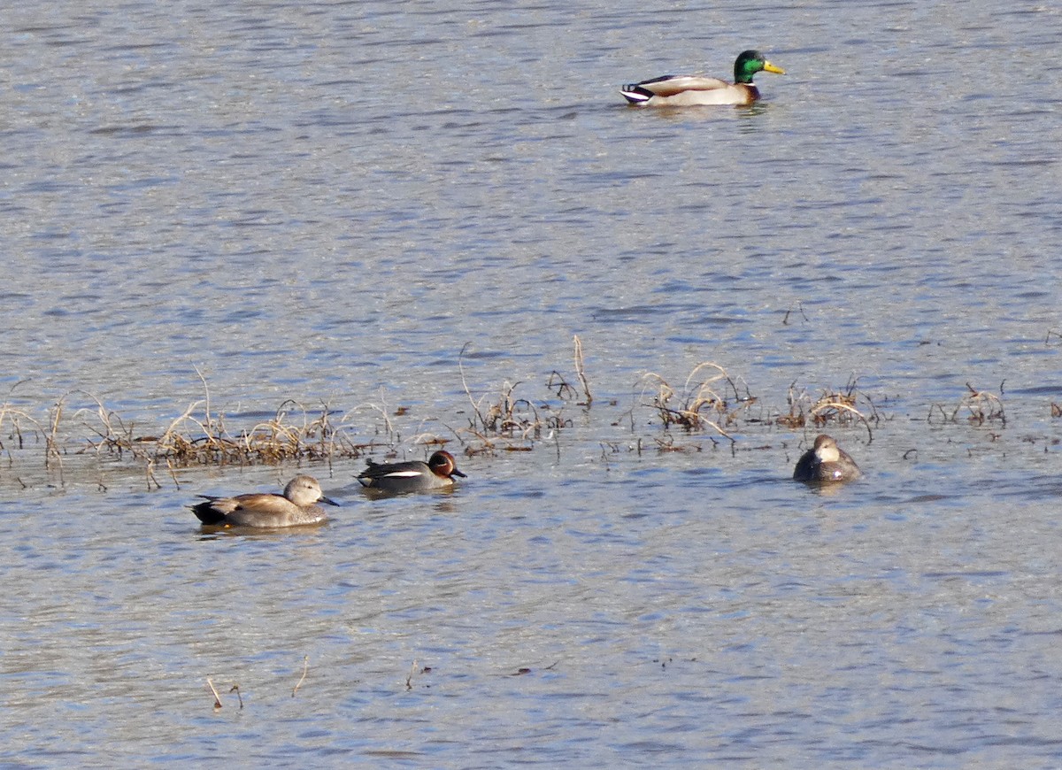Green-winged Teal - ML615044203