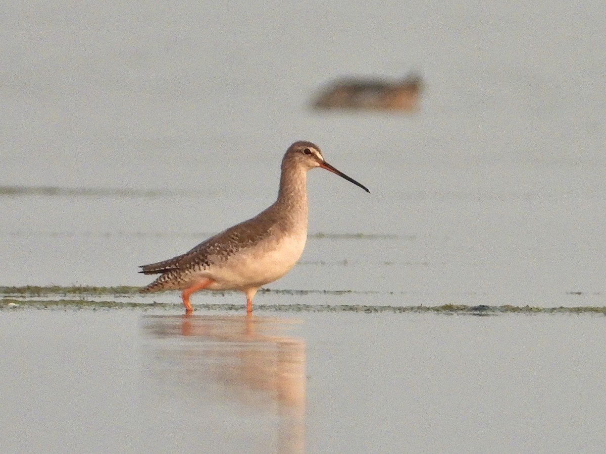 Spotted Redshank - ML615044395