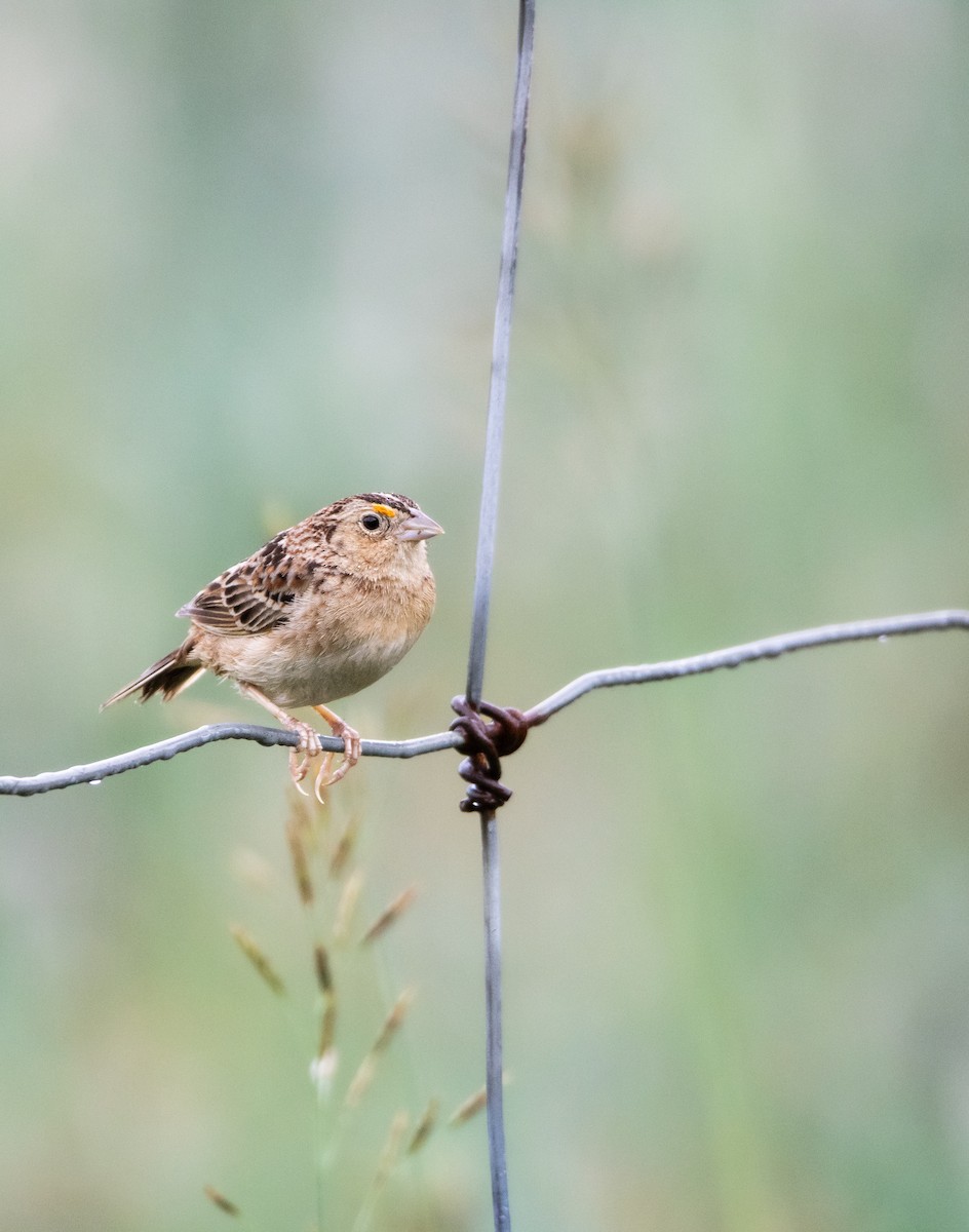 Grasshopper Sparrow - ML615044522