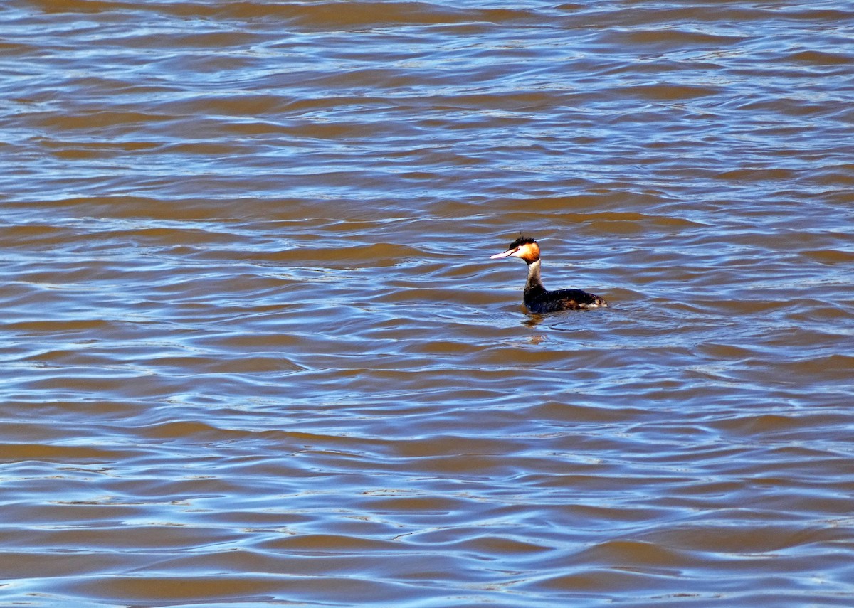 Great Crested Grebe - ML615044625