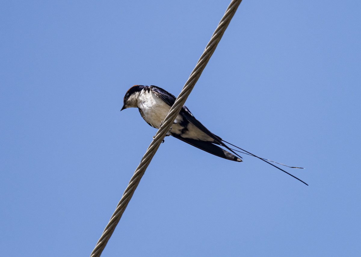 Wire-tailed Swallow - ML615044648