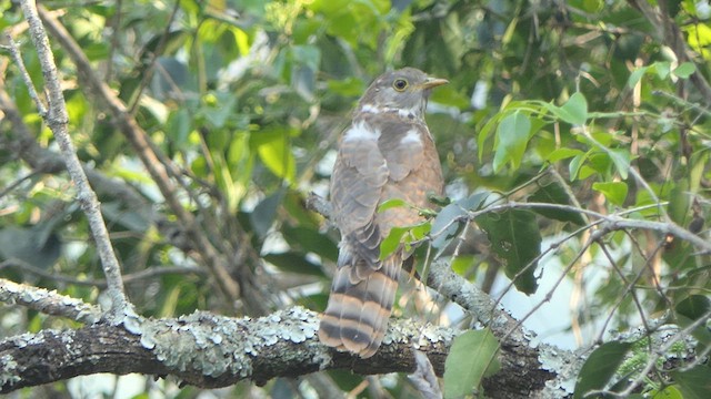 Common Hawk-Cuckoo - ML615044729