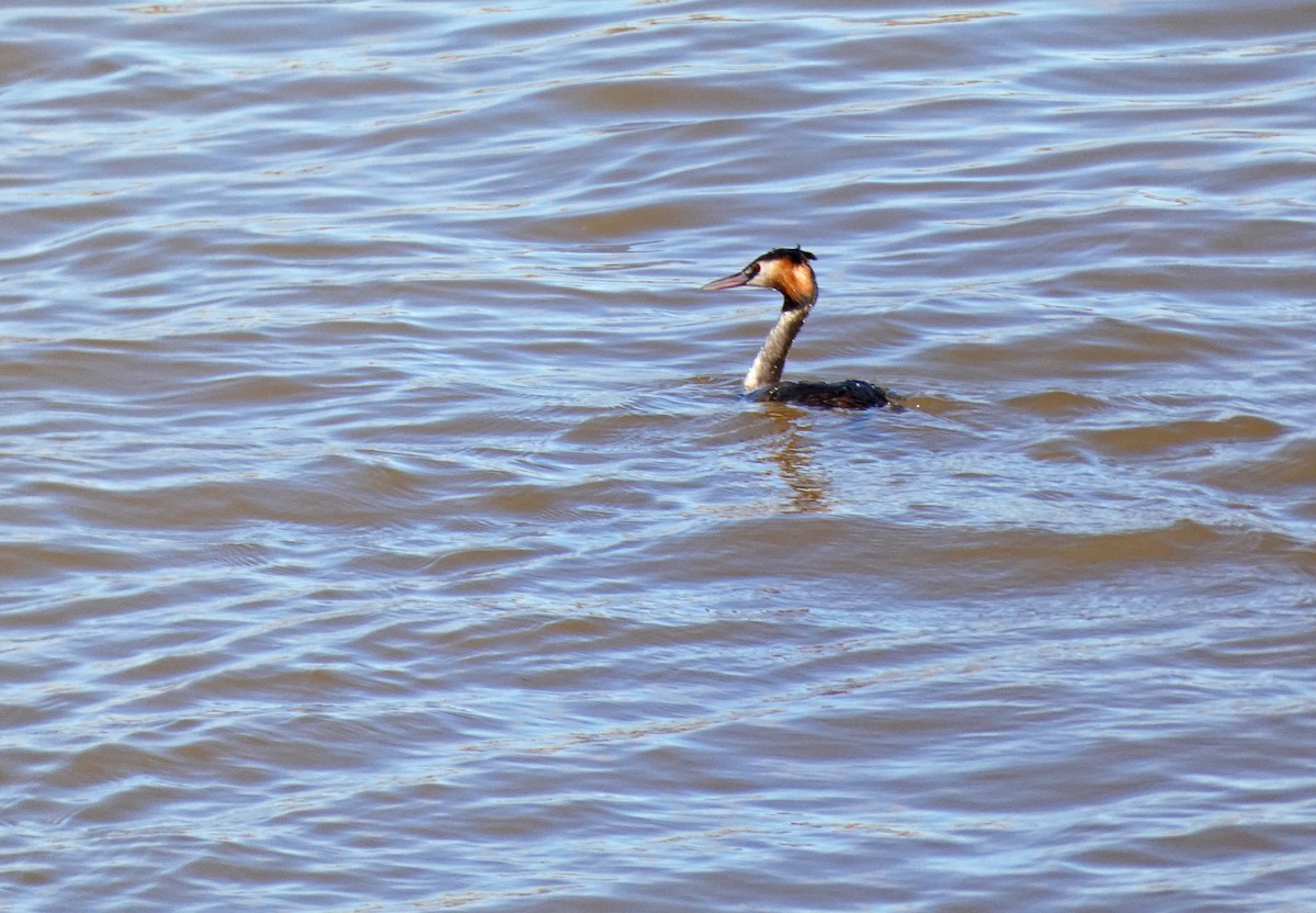 Great Crested Grebe - ML615044870