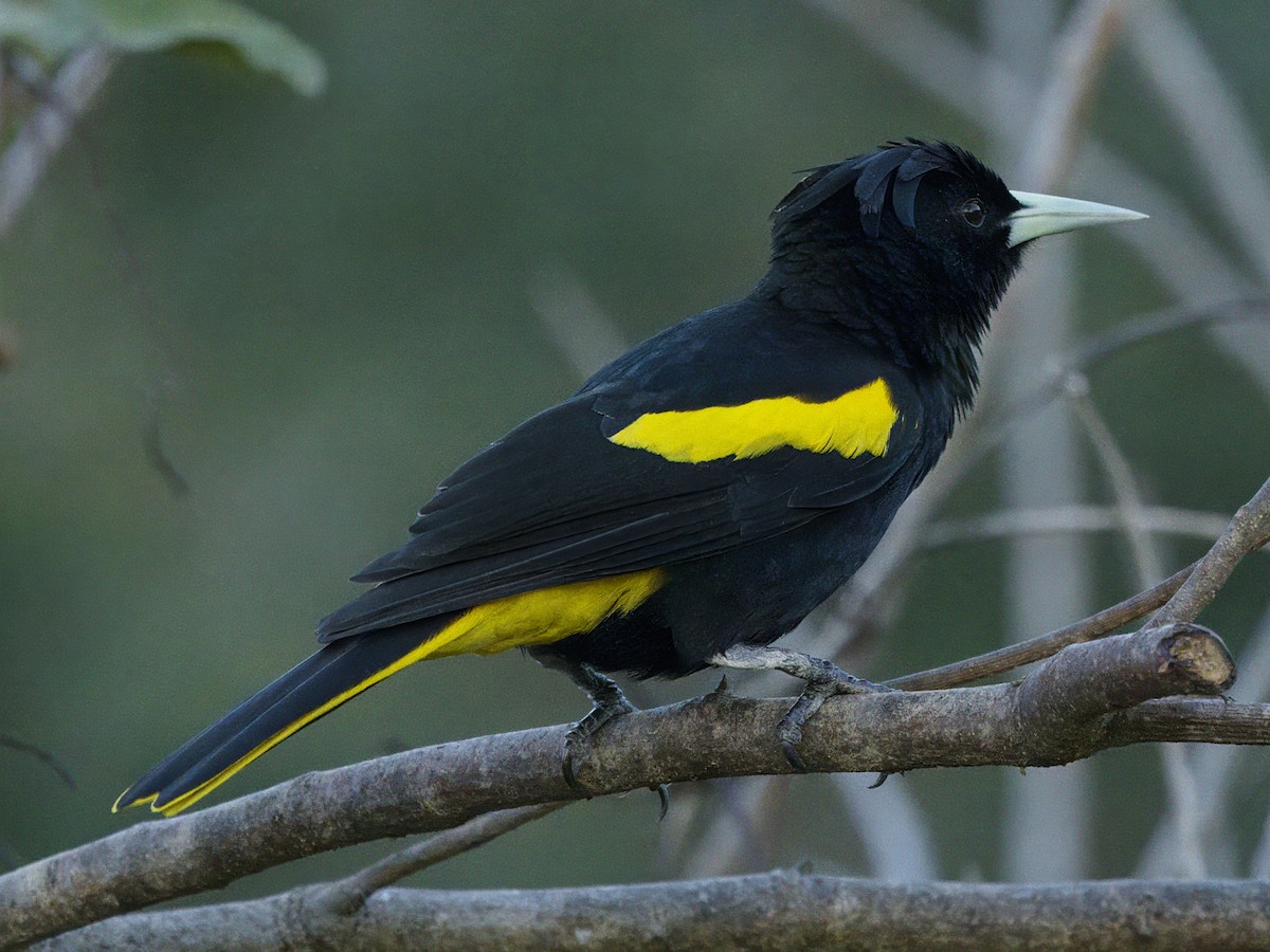 Yellow-winged Cacique - ML615044897