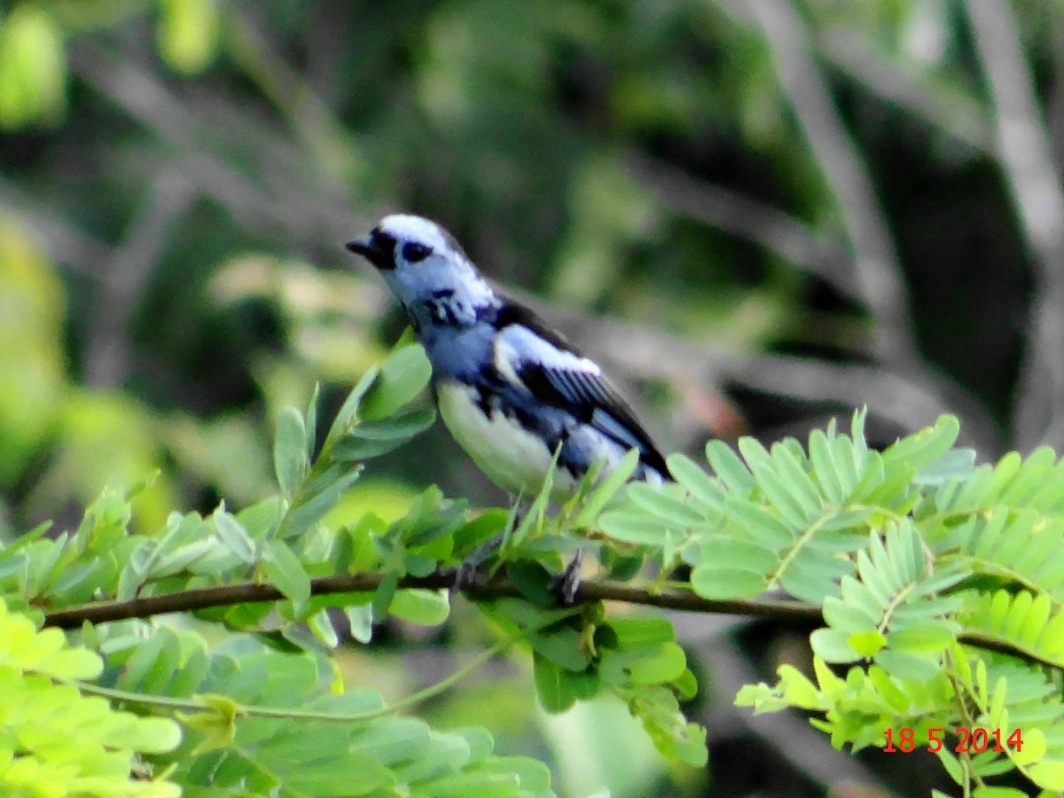 White-bellied Tanager - ML615044898