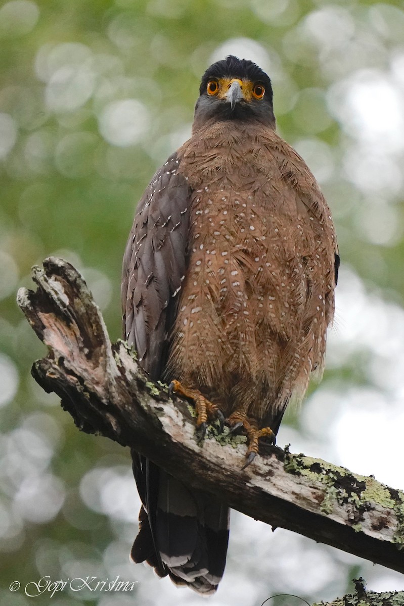 Crested Serpent-Eagle - ML615044986