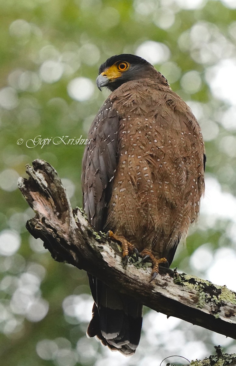 Crested Serpent-Eagle - ML615044987