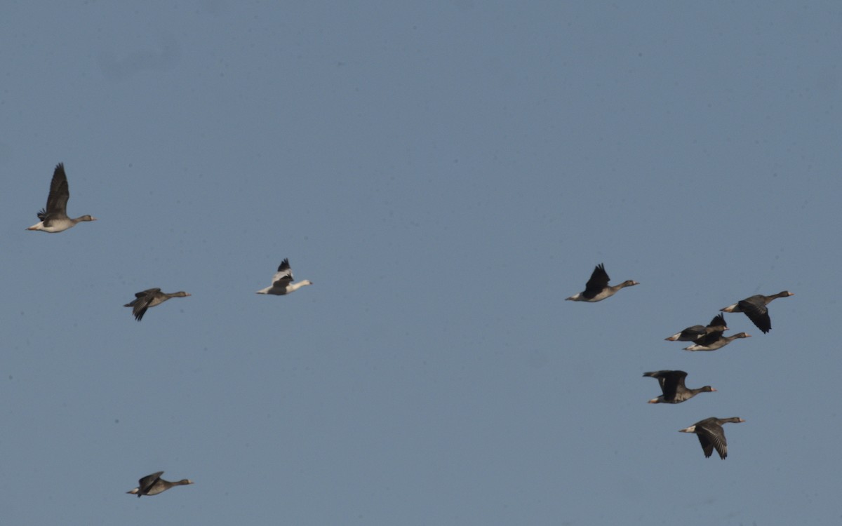 Greater White-fronted Goose - ML615045180