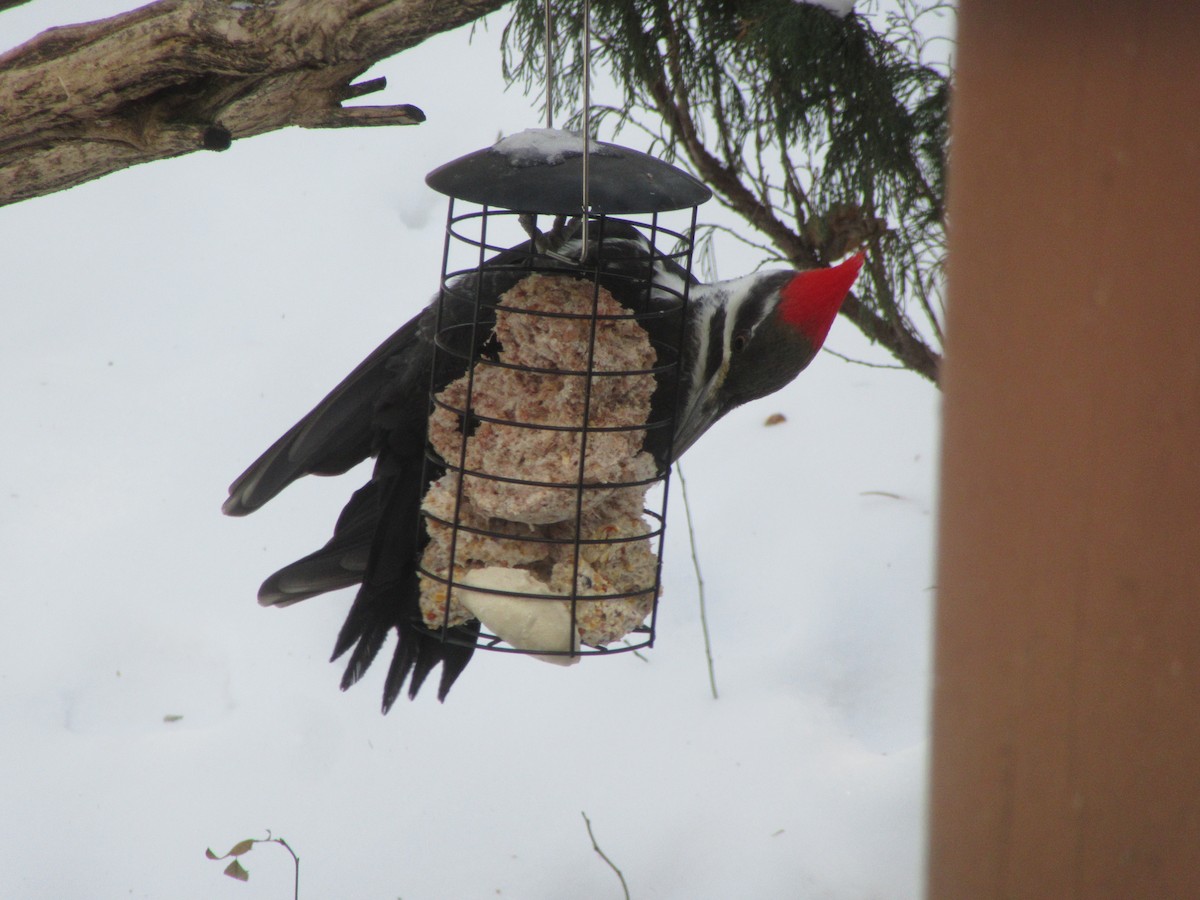 Pileated Woodpecker - ML615045318