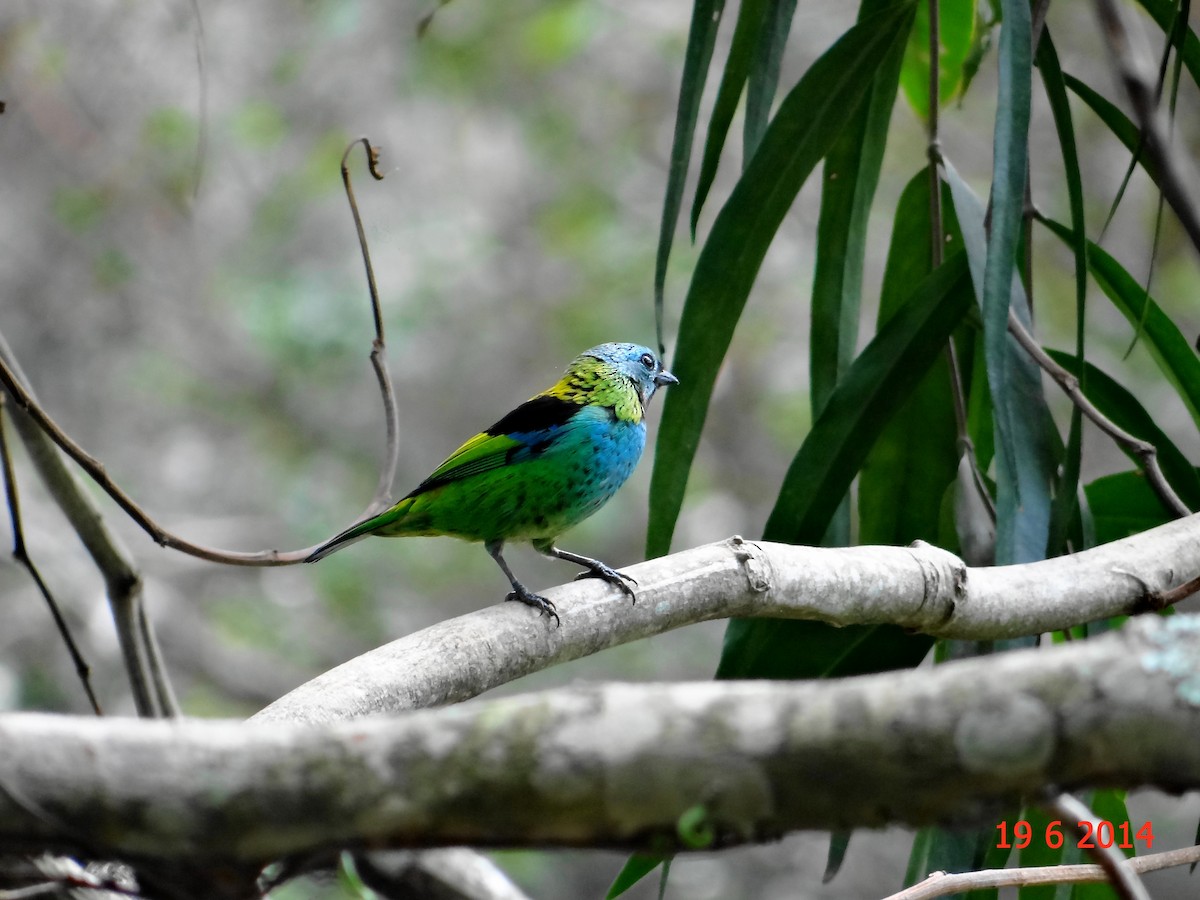 Green-headed Tanager - ML615045516