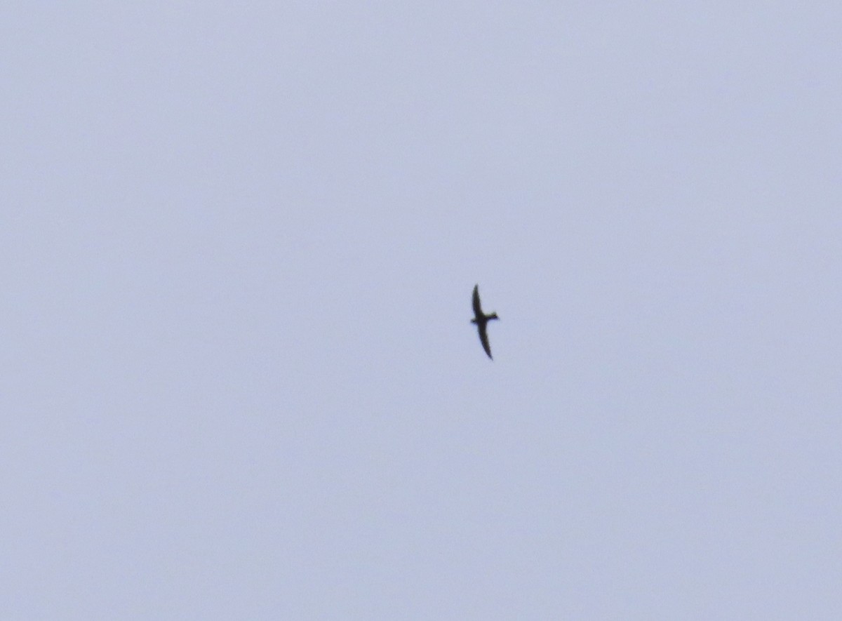 Great Swallow-tailed Swift - ML615045794
