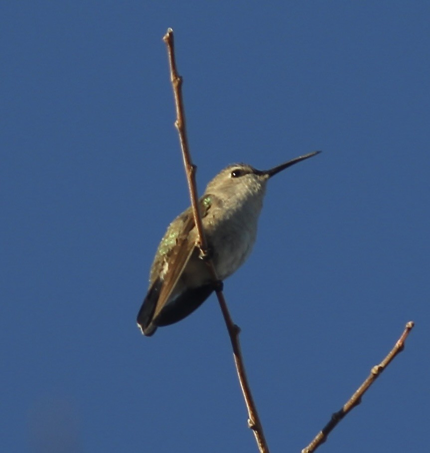 Costa's Hummingbird - ML615045801