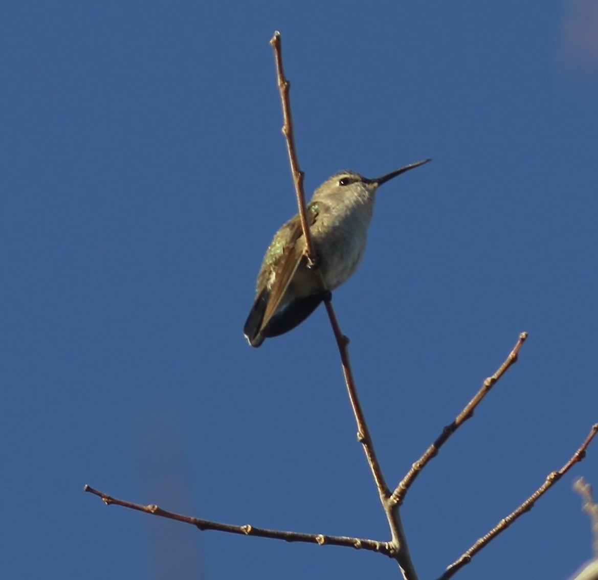 Costa's Hummingbird - ML615045802