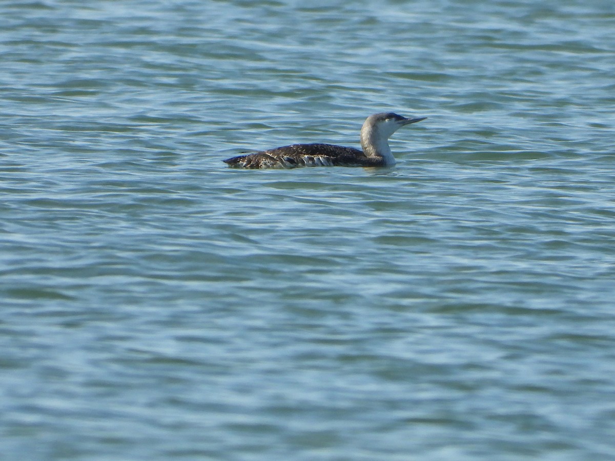 Red-throated Loon - ML615045866