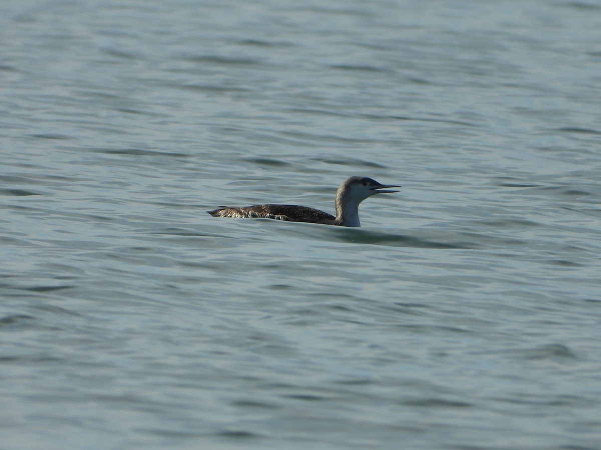 Red-throated Loon - ML615045867