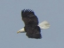 Bald Eagle - ML615046032