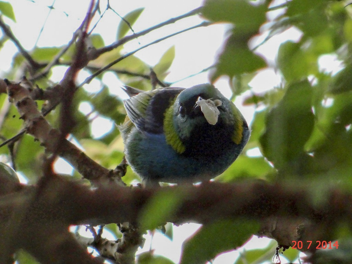Green-headed Tanager - ML615046175