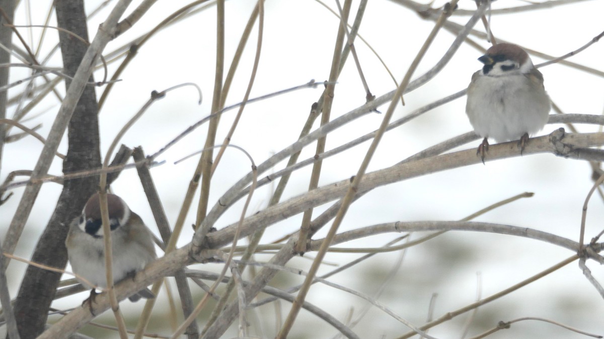 Eurasian Tree Sparrow - ML615046252
