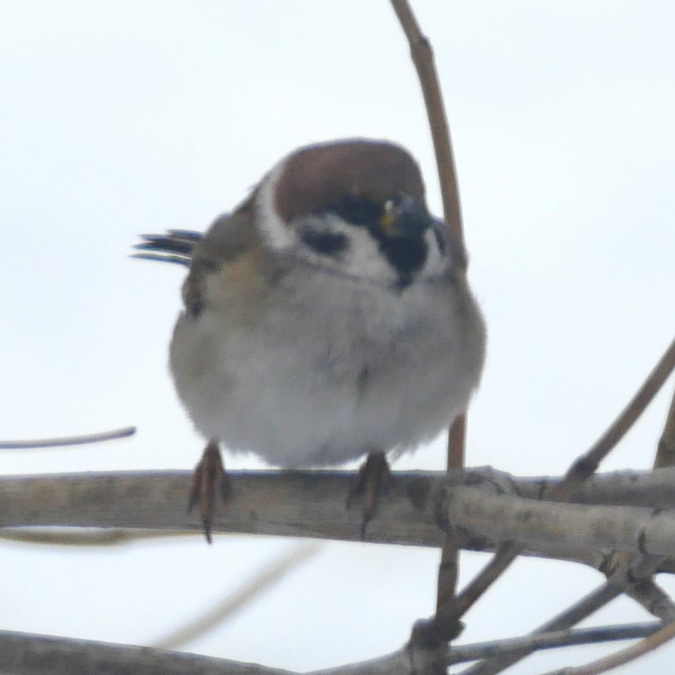 Eurasian Tree Sparrow - ML615046253