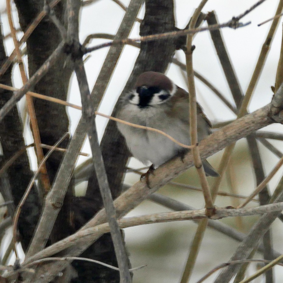 Eurasian Tree Sparrow - ML615046263