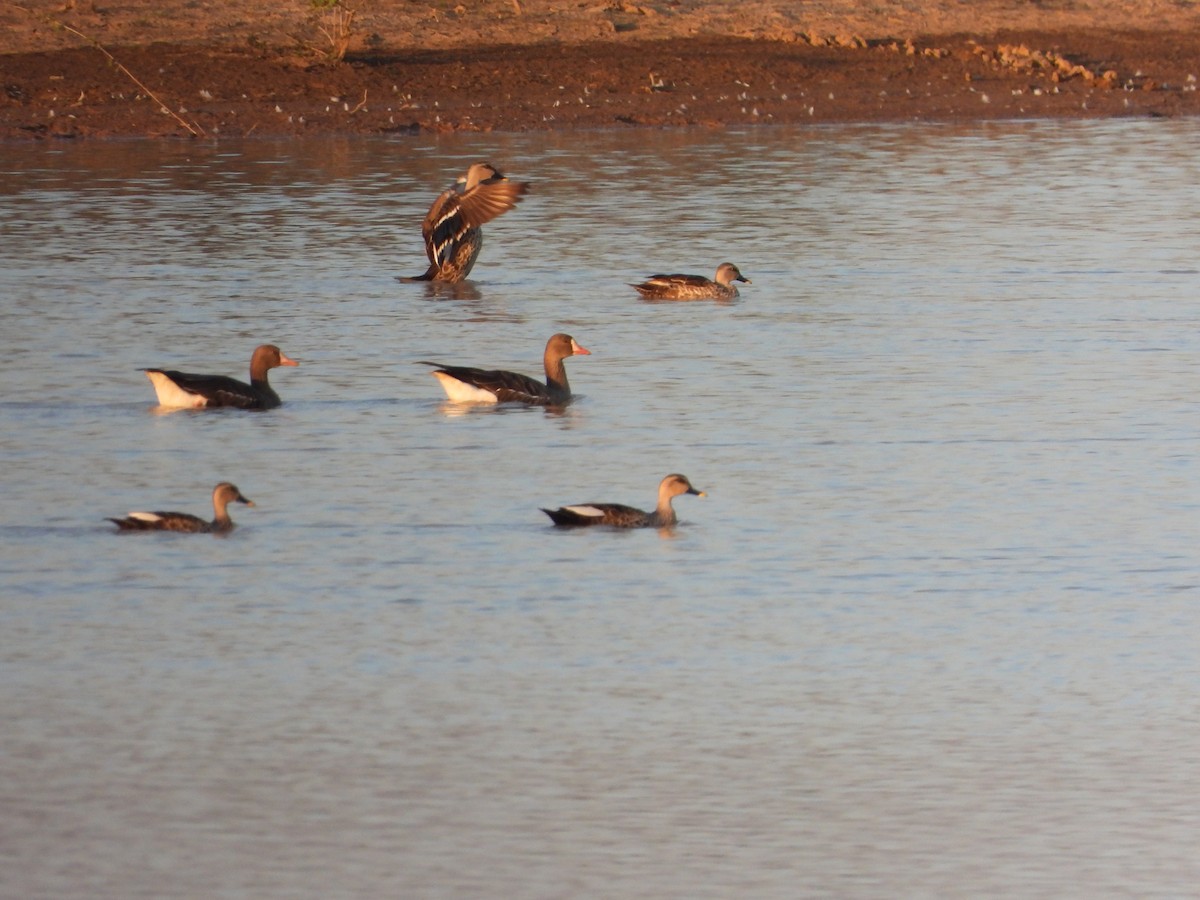 Greater White-fronted Goose - ML615046265