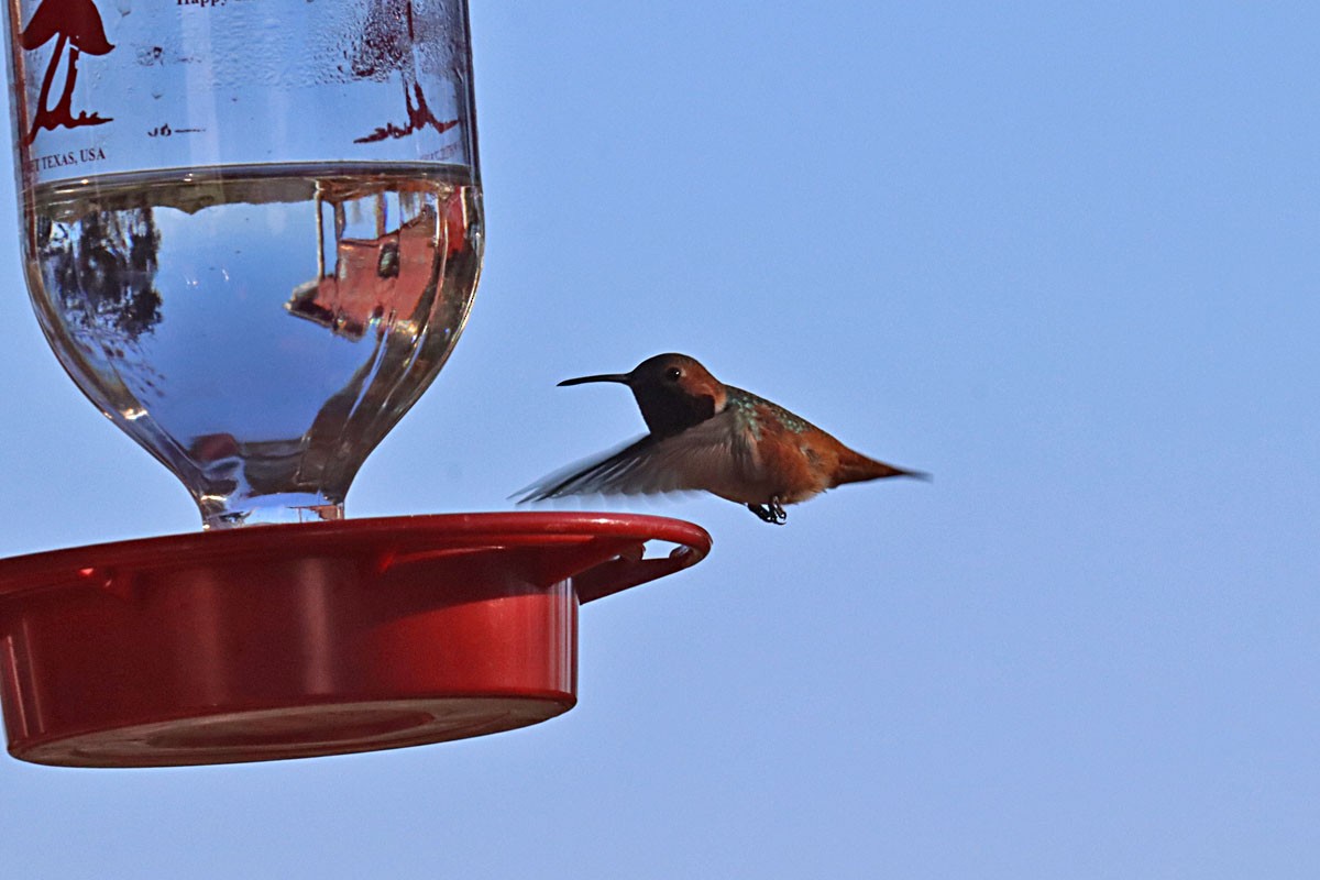 Allen's Hummingbird - ML615046277