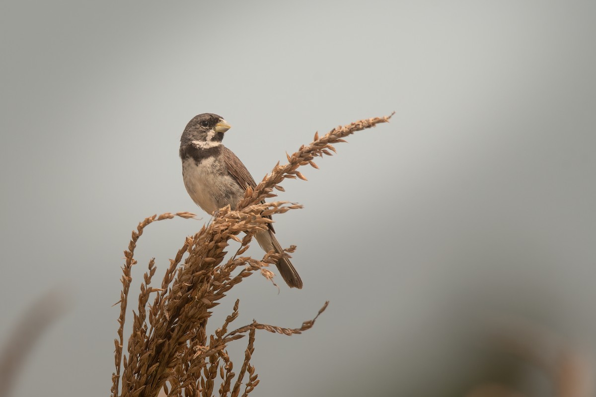 Double-collared Seedeater - ML615046348