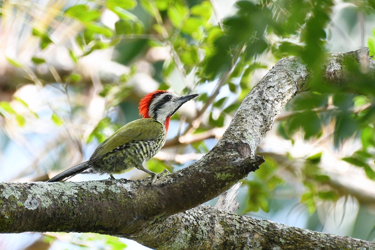Cuban Green Woodpecker - ML615046517