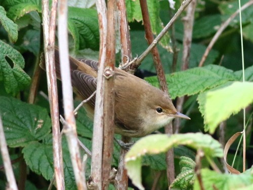 Common Reed Warbler (Common) - ML615046533