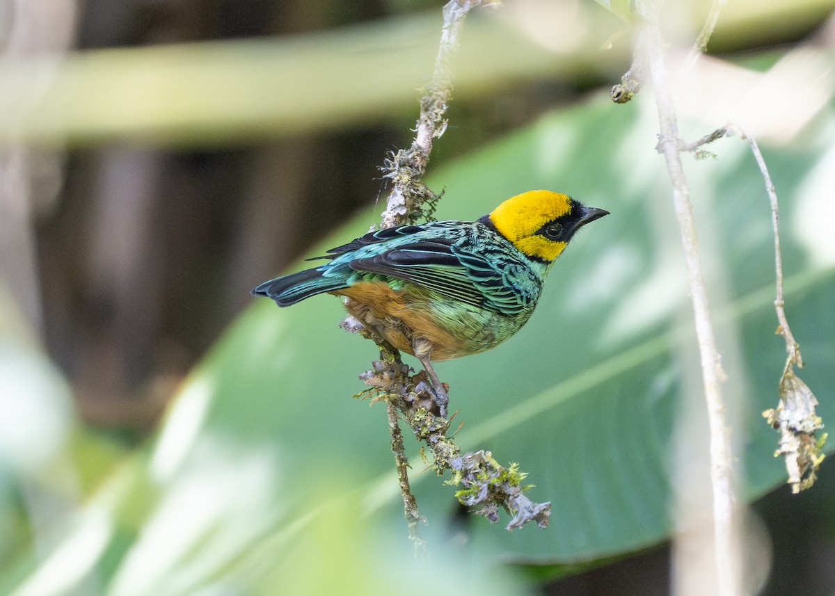 Saffron-crowned Tanager - ML615046573