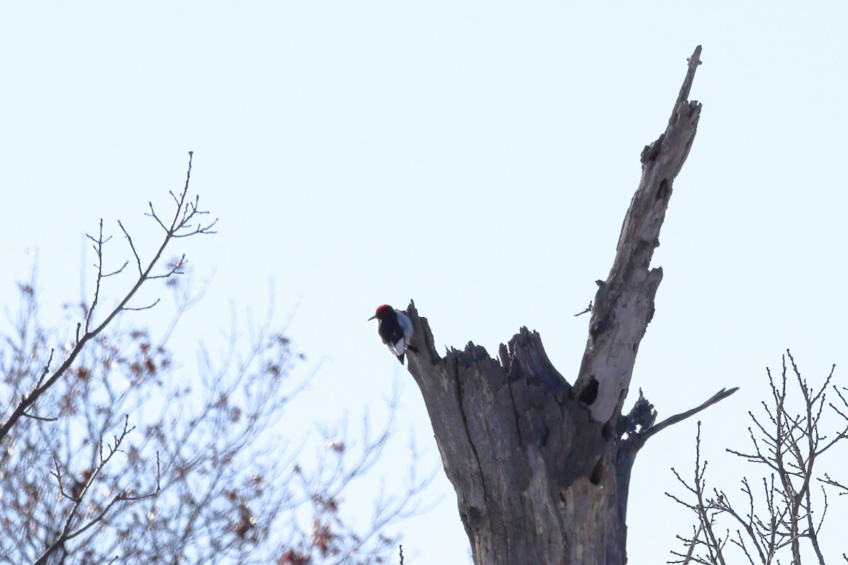 Red-headed Woodpecker - ML615046595