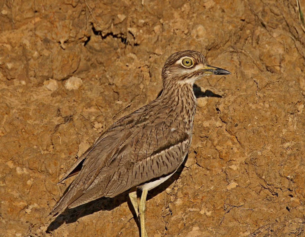Water Thick-knee - Kenneth Trease