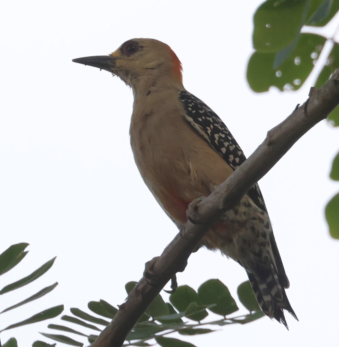 Red-crowned Woodpecker - ML615046985