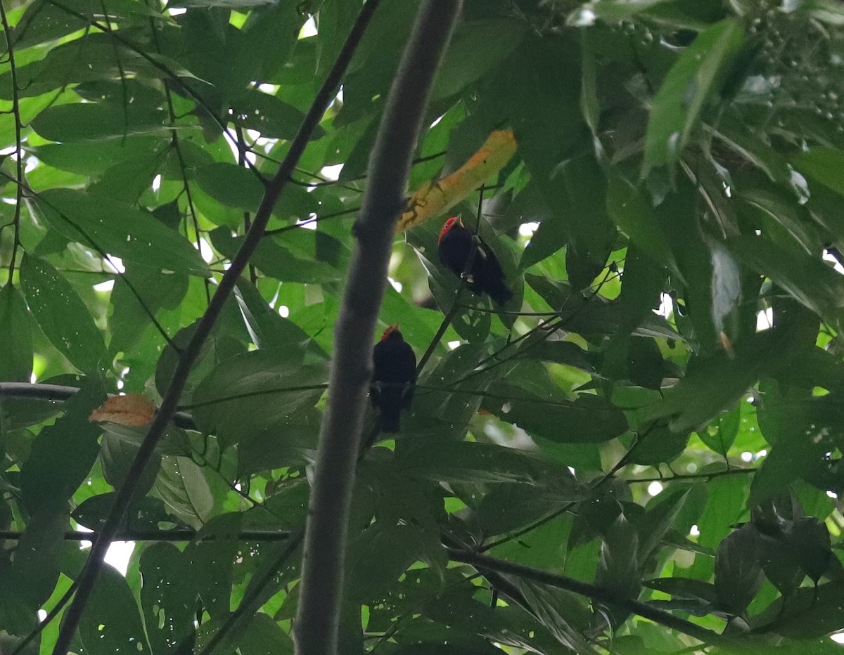 Red-capped Manakin - ML615047062