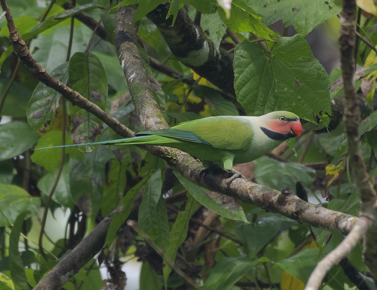 Long-tailed Parakeet - ML615047099