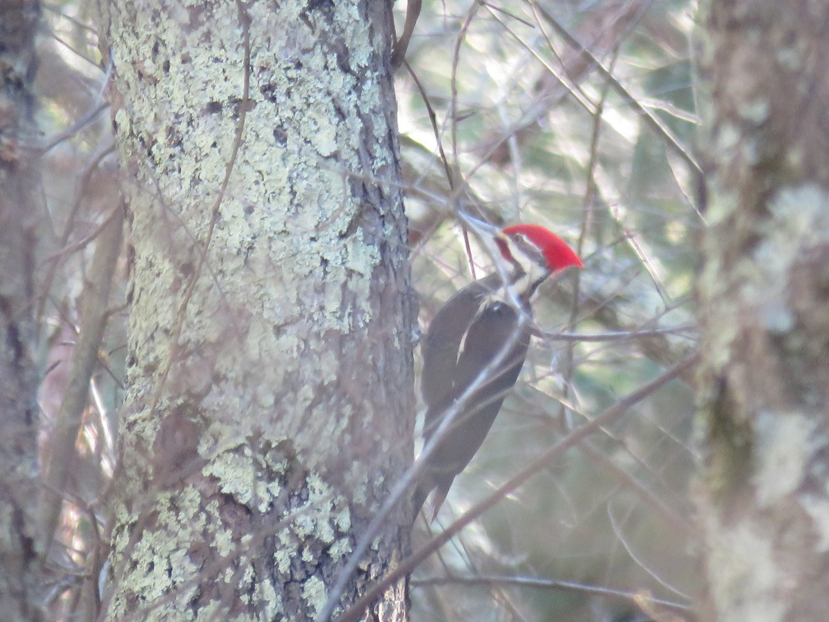 Pileated Woodpecker - ML615047126