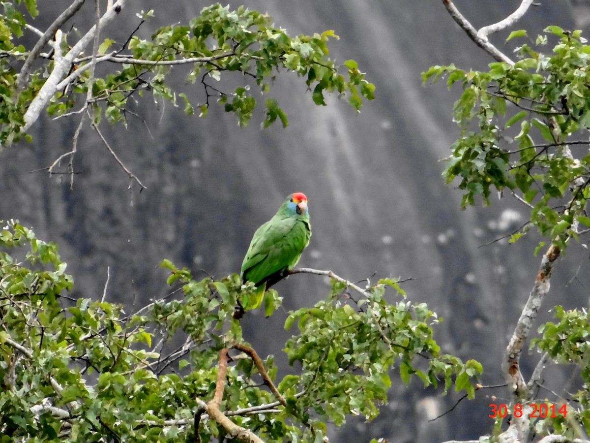 Red-browed Parrot - ML615047473