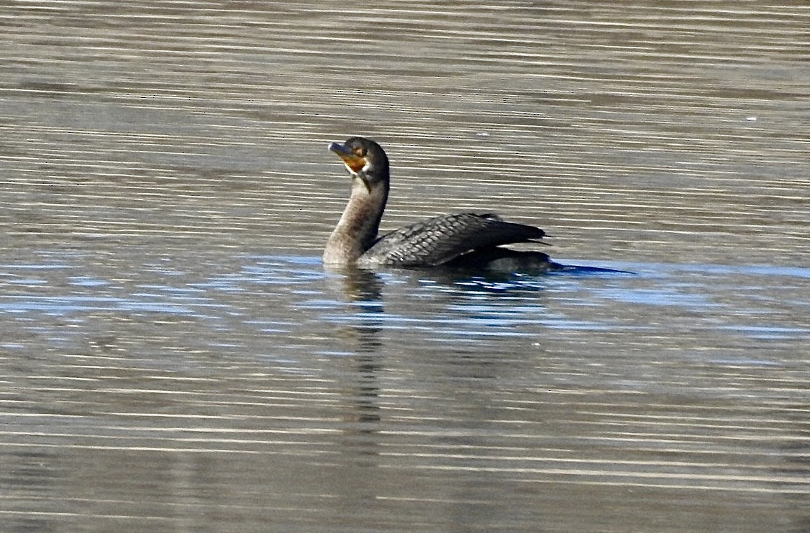 Double-crested Cormorant - Jane Will