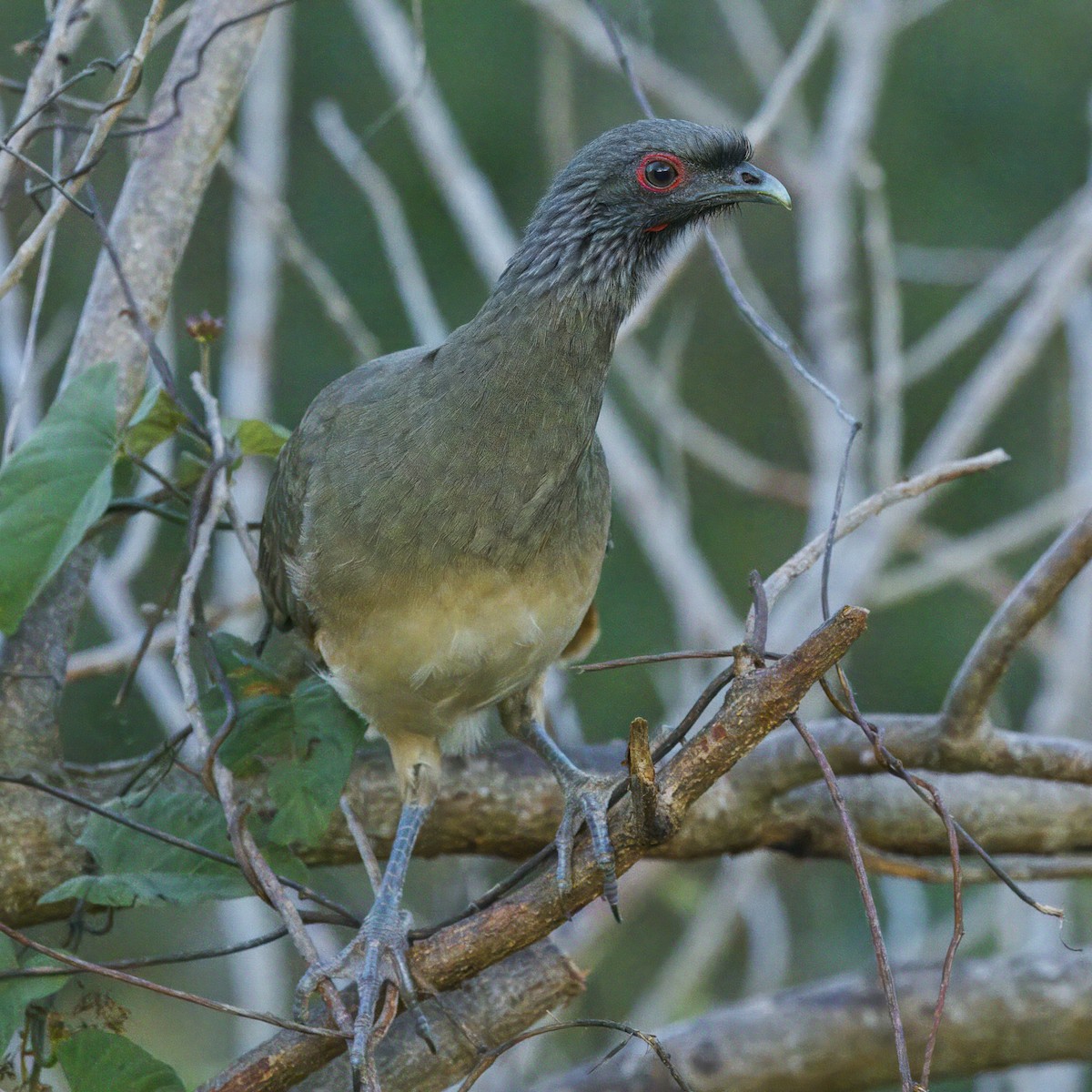 West Mexican Chachalaca - ML615047711