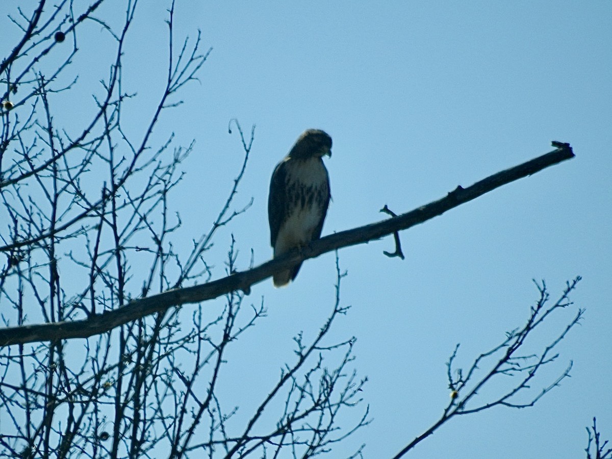 Red-tailed Hawk - ML615047808