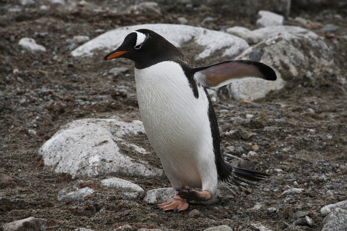 Gentoo Penguin - ML615048005