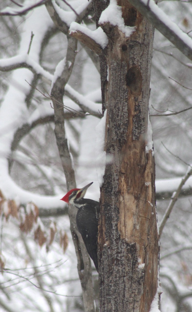 Pileated Woodpecker - ML615048250